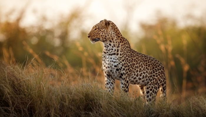Best Time to Visit the Masai Mara Vs the Great Rift Valley