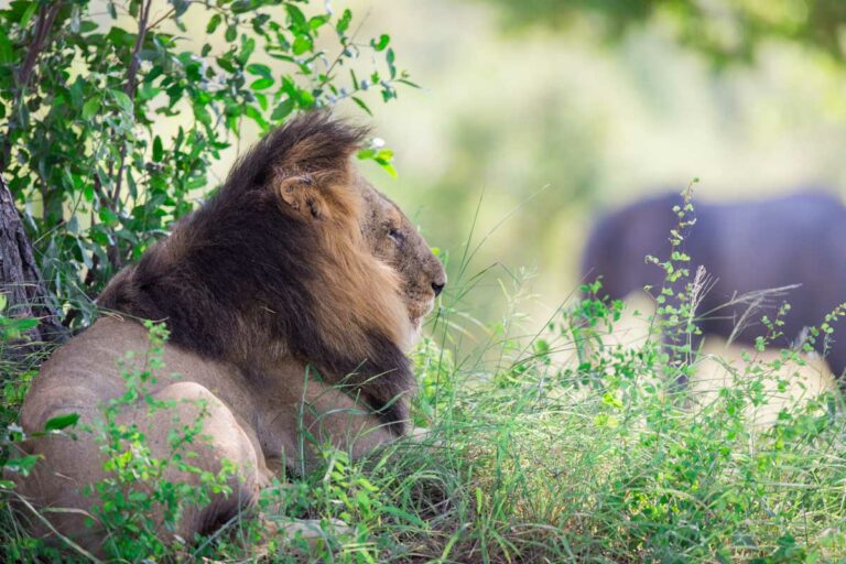 10 Days Kenya Bush Safari and Beach Holiday
