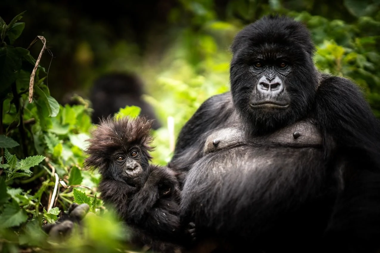 Gorilla Trekking in Africa