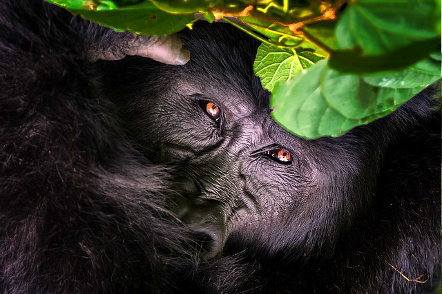 Gorilla Trekking Safari in Uganda
