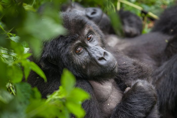 Encounter these fascinating primates in the heart of the UNESCO World Heritage Site known as the Bwindi Impenetrable National Park.