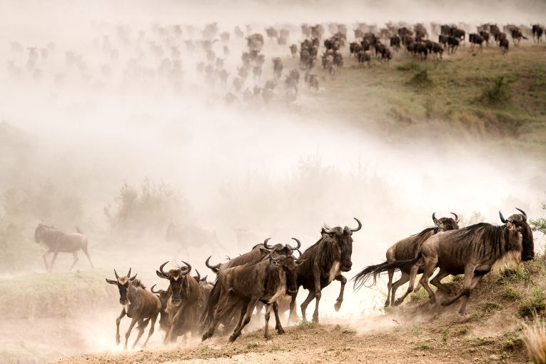 Best Time to Visit the Masai Mara Vs the Great Rift Valley