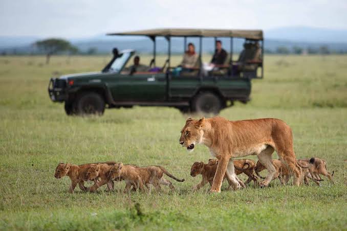 Best Time to Visit the Masai Mara Vs the Great Rift Valley