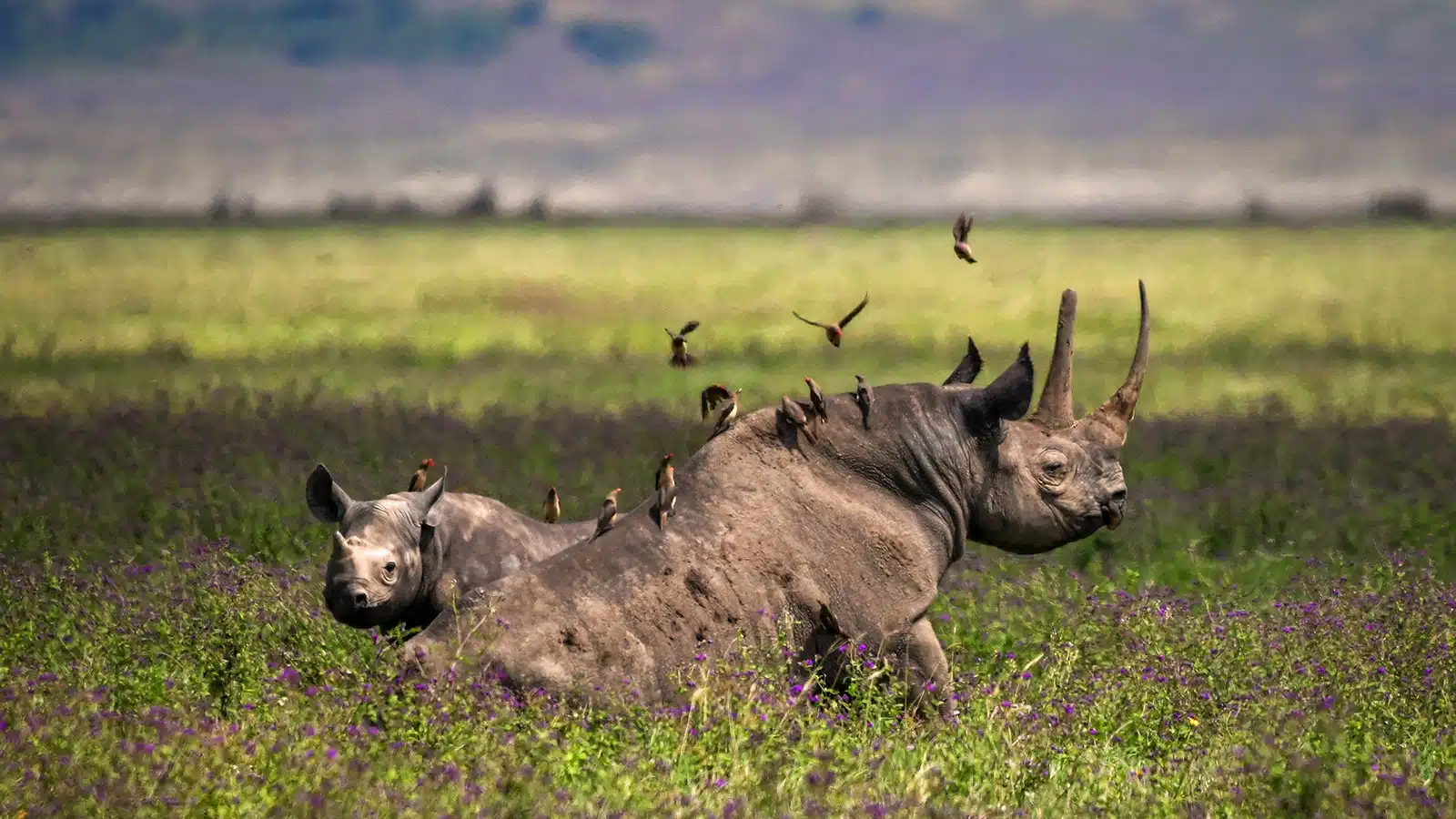 2 Days Northern Tanzania Safari to Lake Manyara and Ngorongoro Crater