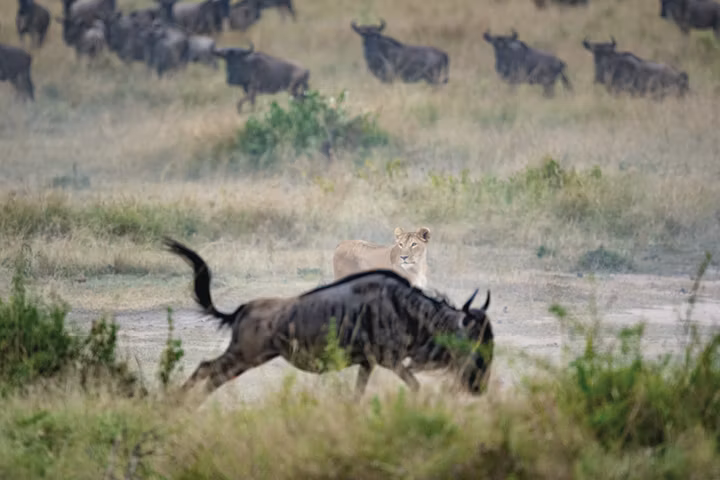 5 Days Private Tanzania Safari