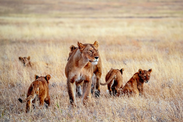 When is the Best Time to Visit Tanzania?