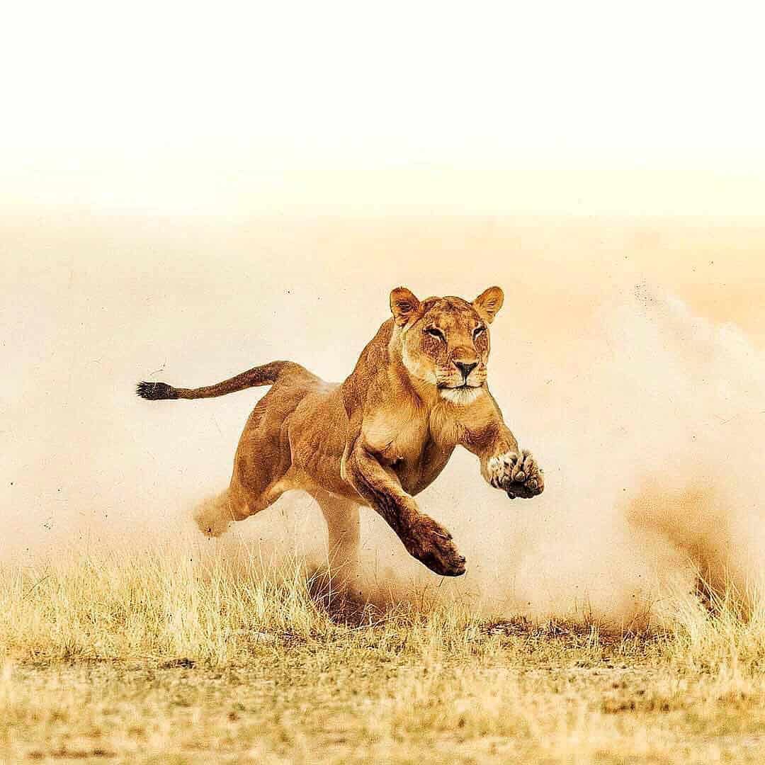 The Complete Guide to a Masai Mara Safari