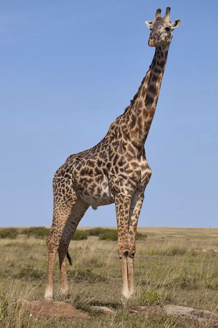 2 Days Northern Tanzania Safari to Lake Manyara and Ngorongoro Crater