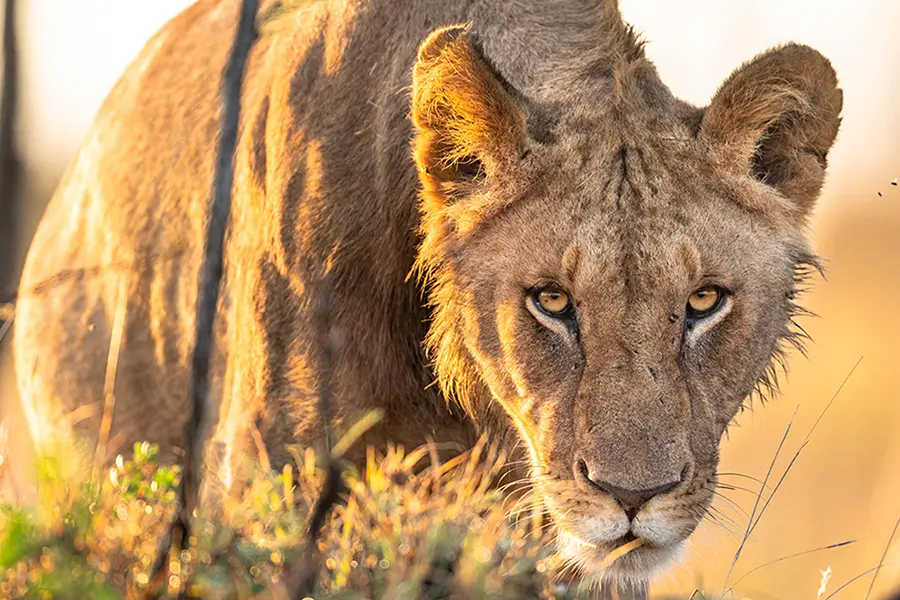 5 Days Amboseli & Masai Mara Wildlife Safari