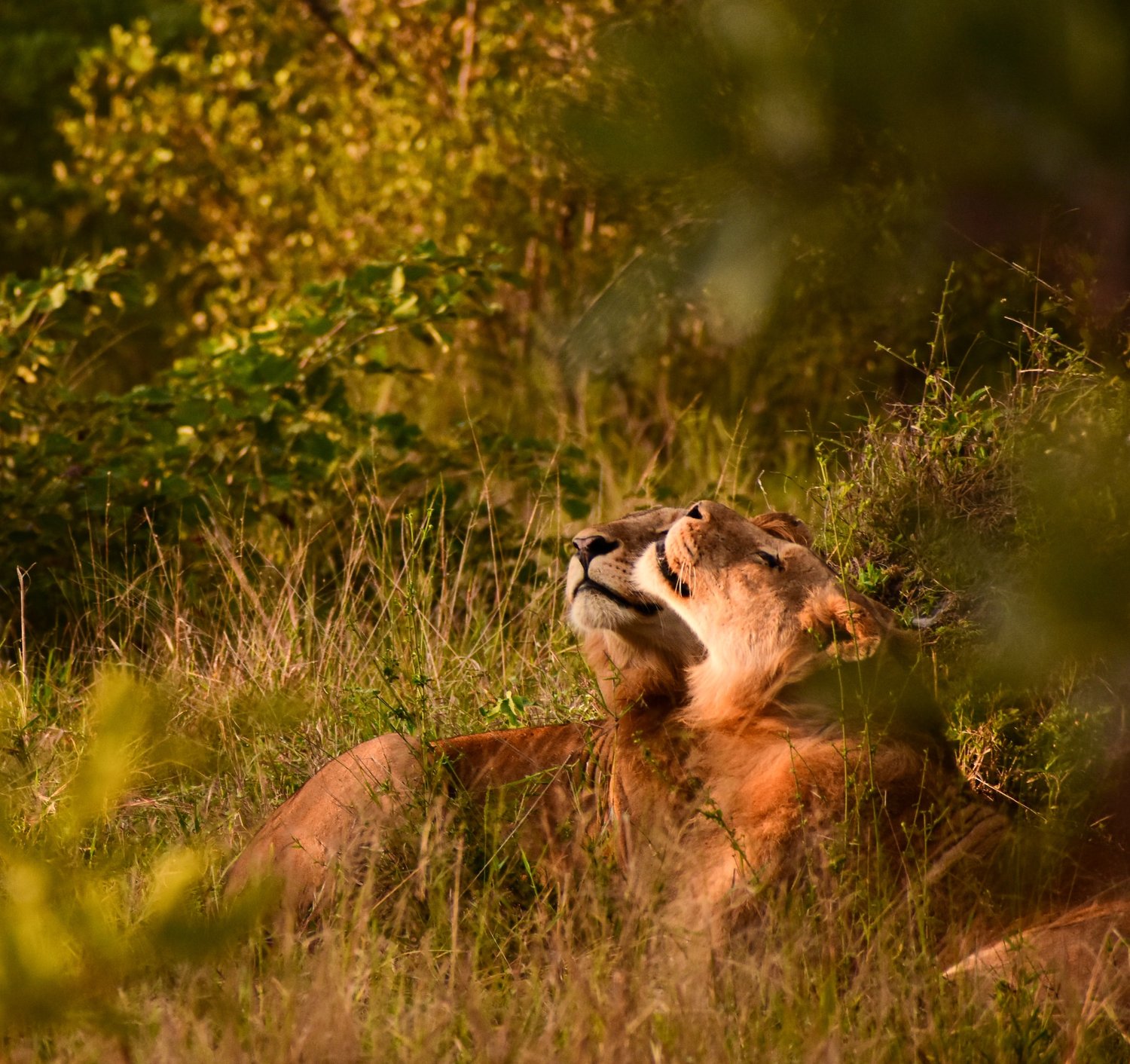 Masai Mara Conservancies