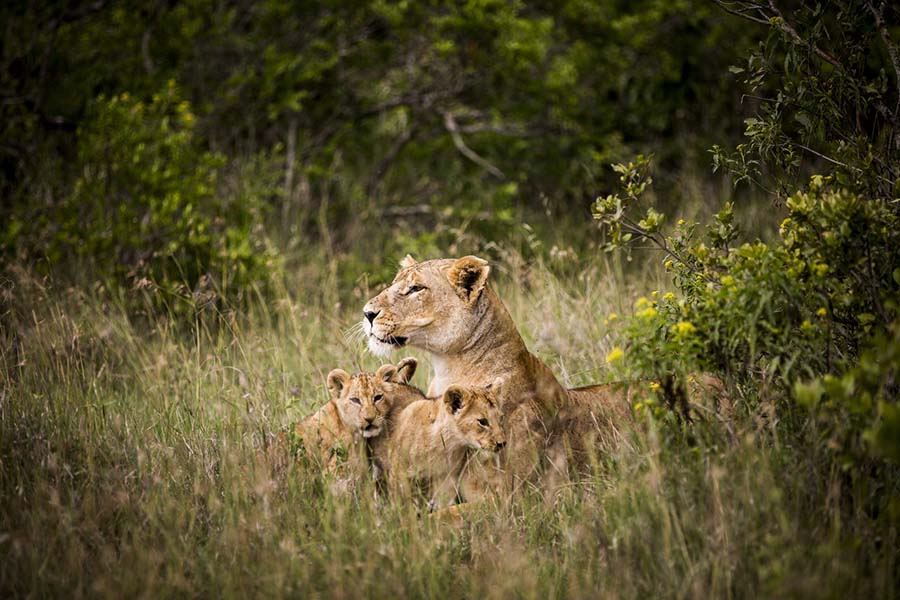 5 Days Amboseli & Masai Mara Wildlife Safari 