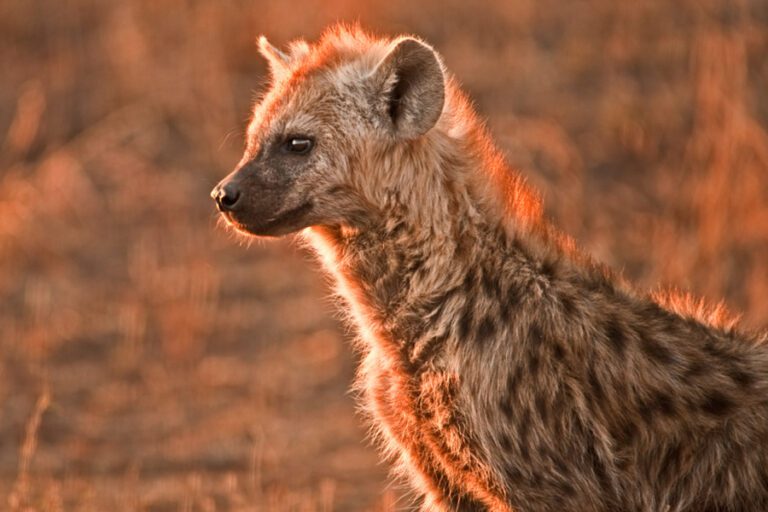 When is the Best Time to Visit Tanzania?
