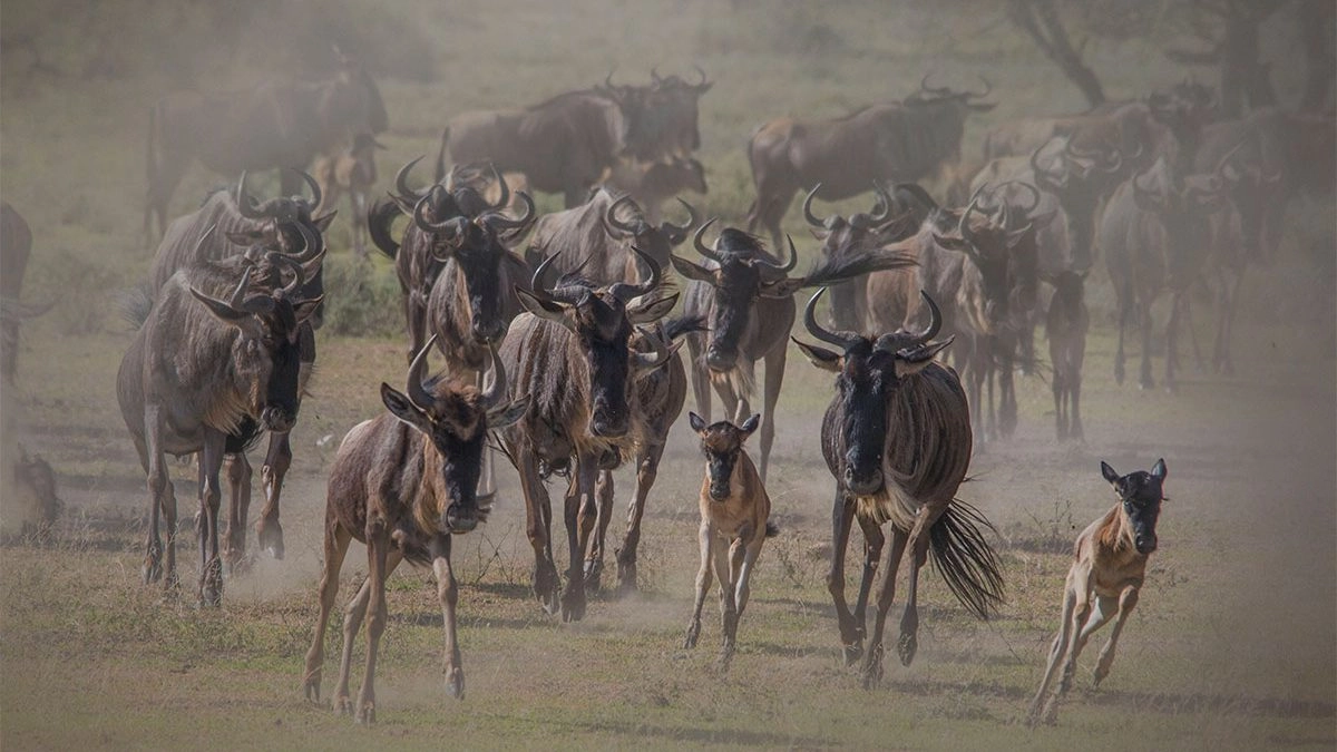 Everything You Need to Know about The Great Wildebeest Migration