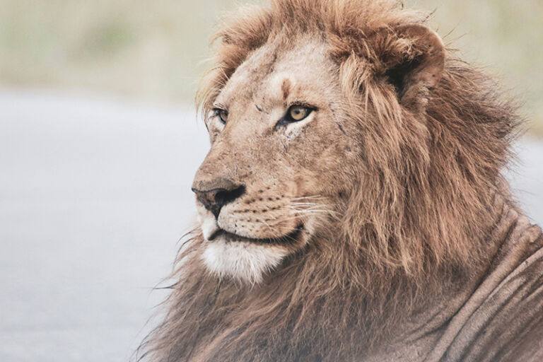 7 Days Masai Mara and Laikipia Safari