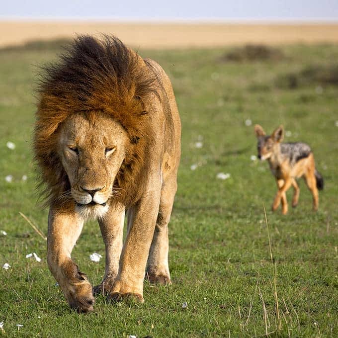 2 Days Northern Tanzania Safari to Lake Manyara and Ngorongoro Crater