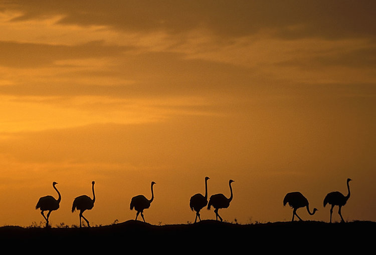 The Complete Guide to a Masai Mara Safari